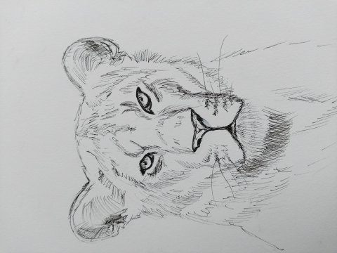 мир диких кошек лев
