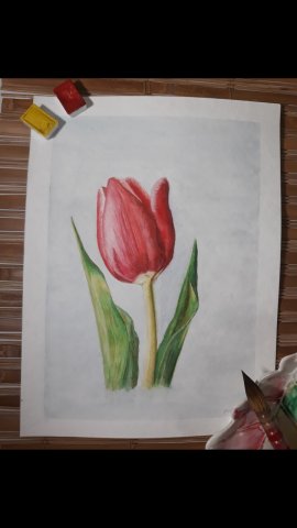 Тюльпан